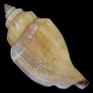 STROMBUS (Canarium) URCEUS Brown (Bohol, Philippines) 42.7mm #33958 - Picture 1 of 4