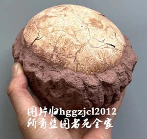 Unique Segnosaur Dinosaur Egg Fossilized Crystallized Fossil Jurassic Cretaceous - Picture 1 of 4