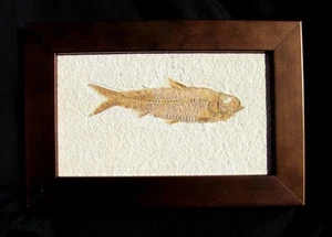 SCHÖNER, GERAHMTER KNITTIA EOCAENA FOSSILER FISCH AUS WYOMING - TOLLE GESCHENKIDEE! - Bild 1 von 1