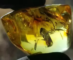 Baltischer Bernstein polierter Stein Natur Insekt innen Anhänger 10,7 g Halskette - Bild 1 von 6