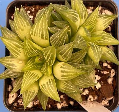 Haworthia Turgida Var Longibracteata - 3.5” Pot Great For Rock Gardens! - Image 1 of 4