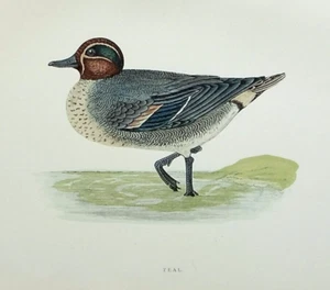 TEAL, PATO, ornitológico antiguo original, estampado de aves, MORRIS, 1897 - Imagen 1 de 2