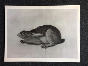 John James Audubon - Black-Tailed Hare - Vintage Lithograph Art Print - Imagen 1 de 2