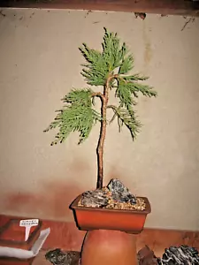 BONSAI GRAFTED SEQUOIA GIGANTEA BLAUER EICHZWERG - Picture 1 of 2