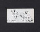 Great Pyrenees "Duo" - CUSTOM MATTED - 1963 Vintage Dog Art Print 0810  CLD