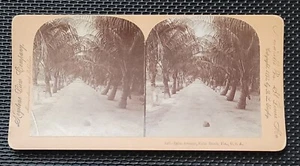 Palm Ave Palm Beach Florida Dirt Road c1893 Keystone View Company 247 Stereoview - Picture 1 of 4