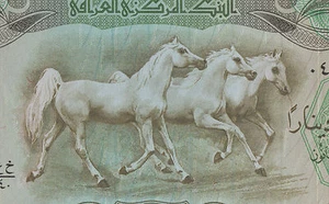 IRAQ 25 Dinars 1980 UNC- P66b Three beautiful Arabian horses in a light trot - Picture 1 of 3