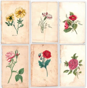 1850's Hand Colored Floral Print Lot of (6) Roses etc. Flowers Victorian B4 - Picture 1 of 13