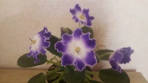 African Violet " DS - Siyayushchiy Kolokol'chik " 2 Blätter Usambaraveilchen.   - Bild 1 von 2