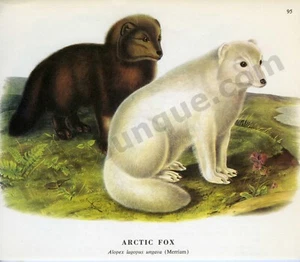 1968 John James & John Woodhouse Audubon ARCTIC FOX Merriam Book Page Art (1458) - Picture 1 of 1