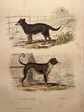 Dog 1856 Antique Hand Colored Illustration Animals Watercolors Steel...