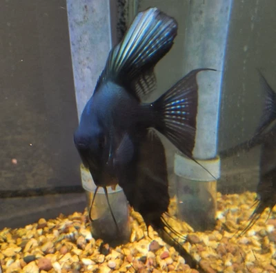 PH Blue Pinoy & Blue Striped/Zebra Angelfish V/S Tail Mix ~Nickel size - Image 1 of 4