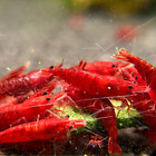 10+3 Fire Red Cherry - Freshwater Neocaridina Aquarium Shrimp. Live Guarantee S+