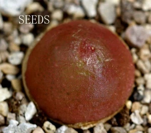 SEEDS - Conophytum burgeri 15seeds - Picture 1 of 2