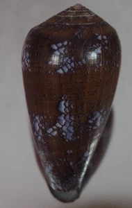 CONUS PENNACEUS TSARA SUPER TOP - Picture 1 of 2