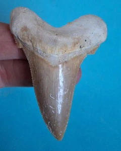 7,0 cm Zahn Carcharocles Sokolovi Megalodon Marocco Haizahn Fossil - Bild 1 von 6