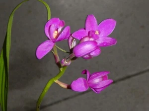 Orchid. Collectable. Spathoglottis "Purple Haze" 45mm pot - Picture 1 of 5