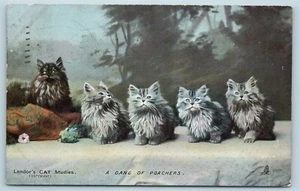AK Eine Wildererbande Katzen Kätzchen Landors Katzenstudien 1906 Biesen G30 - Bild 1 von 2