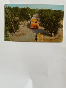 AK Ernteszene Floridas Orangenhain - Bild 1 von 2