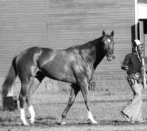1973 Ron Turcotte SECRETARIAT Belmont Park Pferderennen 8x10 Foto Triple Crown - Bild 1 von 1