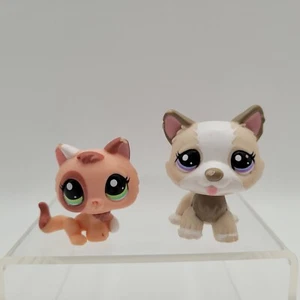 Littlest Pet Shop LPS Akita Husky Dog & White Kitten Cat #1817 #1818 Hasbro - Bild 1 von 19