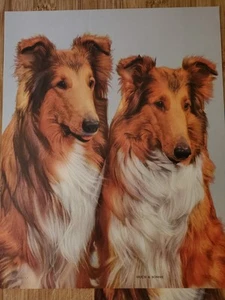 Vintage 1950s print Brucie and Bonnie Collie Dog Portraits - Picture 1 of 7
