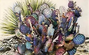 "Arizona Blue Cactus" by Misha Ambrosia Original Large Watercolor Art Framed - Picture 1 of 2