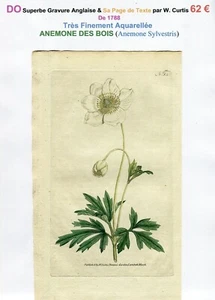 XVIII ème - ANÉMONE DES BOIS (Anemone Sylvestris) Belle Gravure de 1788 - Bild 1 von 3