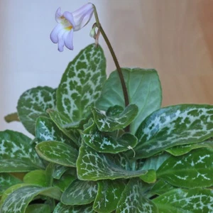 Chirita sinensis- Primulina 'Chinese Violet'- Established Plant - Picture 1 of 2