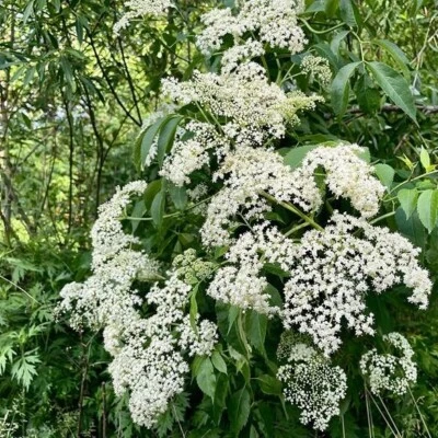 American Elderberry Plants - Sambucus canadensis - 3.5'' in Pot 6-12'' Height - Image 1 of 4
