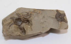 Schlangenstern, Aspidura scutellata, Trias, Ummenhofen, Deutschland-c665 - Picture 1 of 4