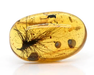 Rare Dandelion seed, Fossil Inclusion in Burmese Amber - Picture 1 of 2