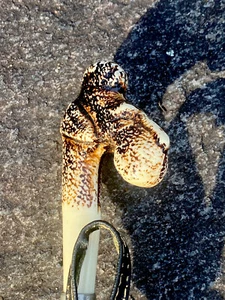 Vintage Faux Cowhorn Spoon Shoe Horn Studded Bamboo Shaft Poodle Head 22.5” - Picture 1 of 11
