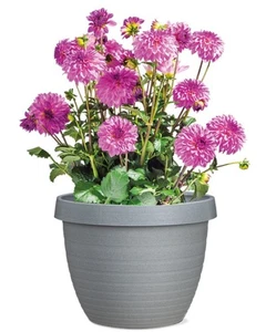 Scheurich Blumentopf Country Star Verschiedene Farben und Größen Blumenkübel - Bild 1 von 9