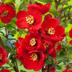 Chaenomeles Crimson and Gold Quince - XL 3Lt Large Pot - Flowering Hardy Shrub - Picture 1 of 13