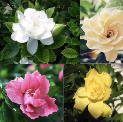 20 SEEDS GARDENIA for germination blossom flowering bud bloom exotic garden bed - Image 1 of 4