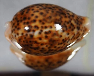 CYPRAEA PANTHERINA VINOSA SPECIAL - Picture 1 of 2