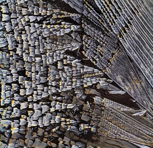 Microscope slide for polarization, Gamma Aminobutyric Acid (GABA) - Picture 1 of 3