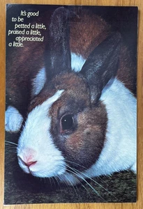 Póster laminado de colección Argus 14" X 21" Petted Alabado Apreciado Bunny Rabbit - Imagen 1 de 6