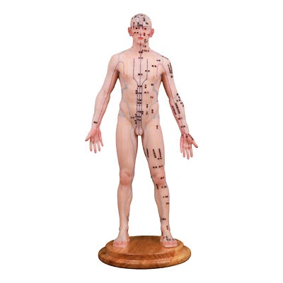 Acupuntura Modelo 18.9" Muñeca Silicona Punto Acupuntura Aprendizaje Medicina China Foto 1 de 4