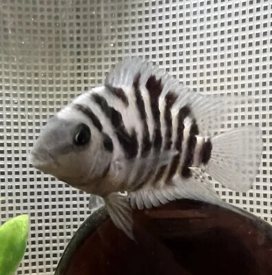 Convict Cichlid Young Live Fish  (10 - pack) - Image 1 of 4