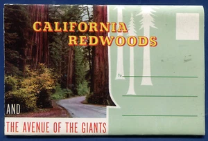 California Redwoods Postcard Folder PF135 - Picture 1 of 3