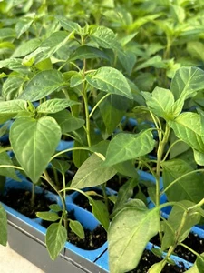 SERRANO CHILI LOT OF 3 Super Hot Pepper LIVE PLANTS 75 Days Old - Picture 1 of 1