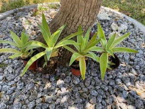 2 VARIEGATED AGAVE DESMETTIANA. SMOOTH AGAVE ROOTED PUPS 6-10" OR MORE DIAMETER - Picture 1 of 15
