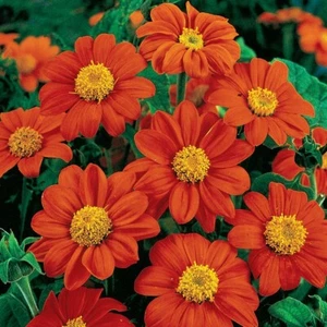 Sunflower (Mexican-Red) 225+ Seeds (Tithonia Rotundifolia) Instructions Included - Picture 1 of 6