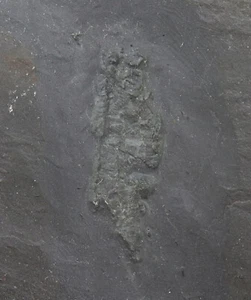 Flachtier, Rhenocystis latipedunculata, Devon, Ems, Bundenbach, Deutschland-k769 - Picture 1 of 4