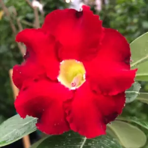 Live Plant! - Desert Rose -"Red Dragon” Single Petals 6"-8" tall in 4" pot - Picture 1 of 9