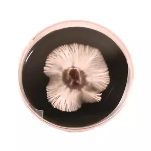Miscela polvere di agar per micelio di pietre e funghi veloci - Foto 1 di 2
