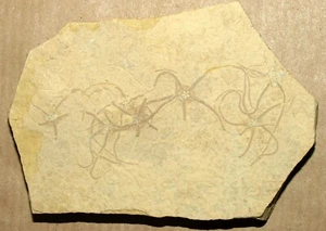 AMAZING SPECIMEN, the NEST of Jurassic Brittle Stars -Sinosura kelheimensis - Picture 1 of 8