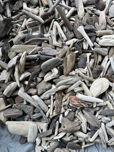 55 Small Driftwood Pieces 2"-3"- Beach Wood Craft Supply Lot - Decor, DIY - Picture 1 of 5